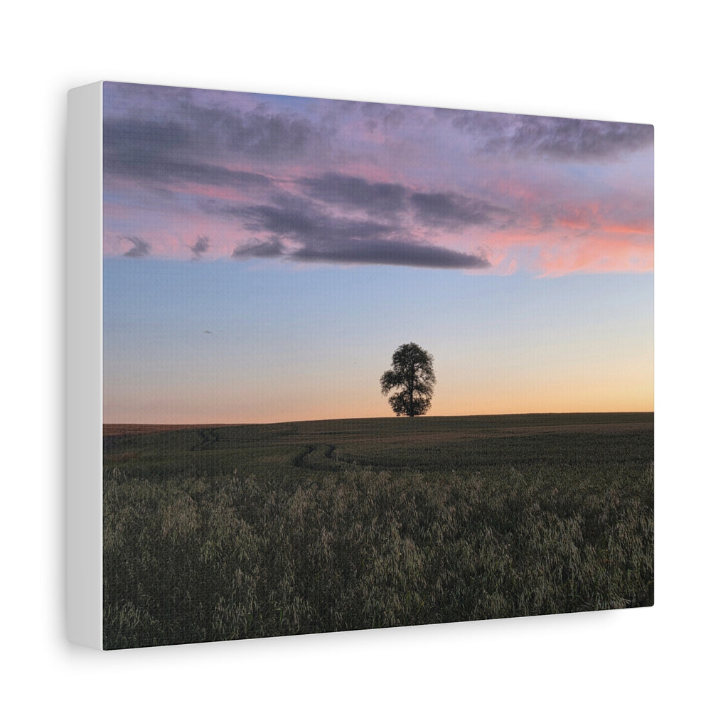 The Lone Oak Sunset Canvas - Matte Stretched Wall Art