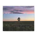The Lone Oak Sunset Canvas - Matte Stretched Wall Art
